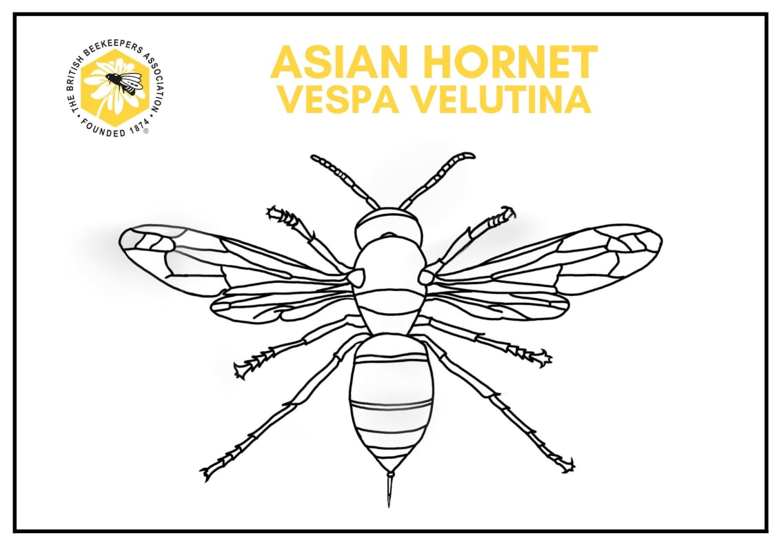 Photo of asian hornet colouring sheet