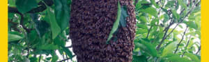 BBKA News – Swarming