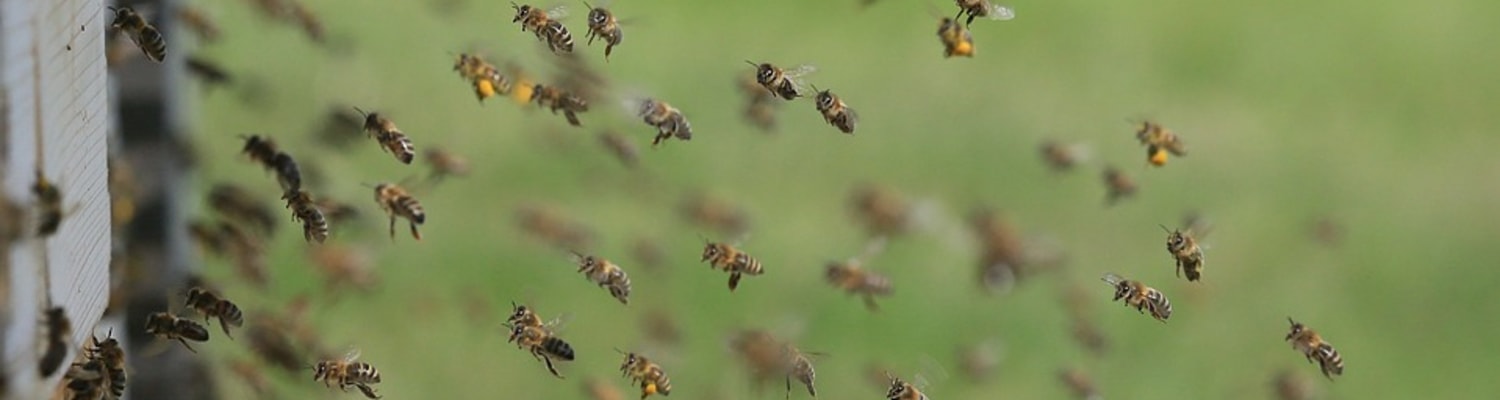RSS Feeds