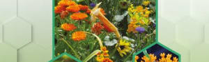 BBKA News – Flower Families for Forage