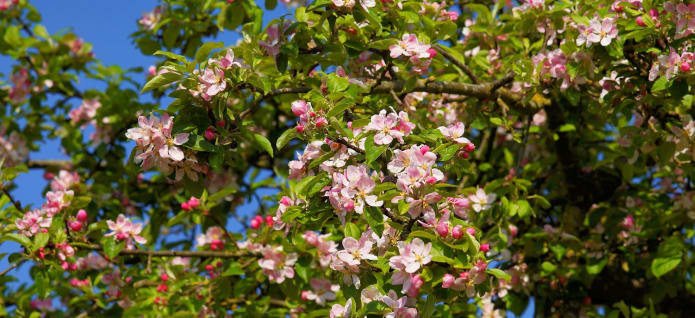 Planting for Pollinators