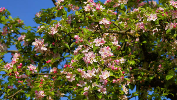 Planting for Pollinators