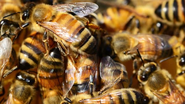 July In the Apiary 2023