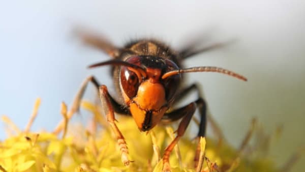 'Yellow Legged' Asian Hornet