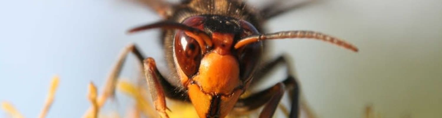 'Yellow Legged' Asian Hornet