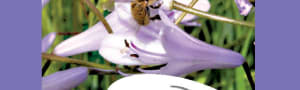 BBKA News – Honey Bee Anatomy