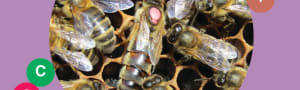BBKA News - Genetics