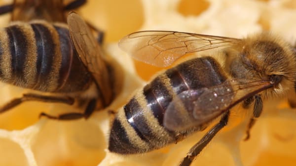 Are Disabilities Barriers to Beekeeping?