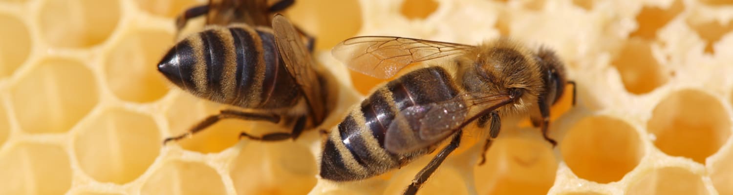 Bees in the Curriculum