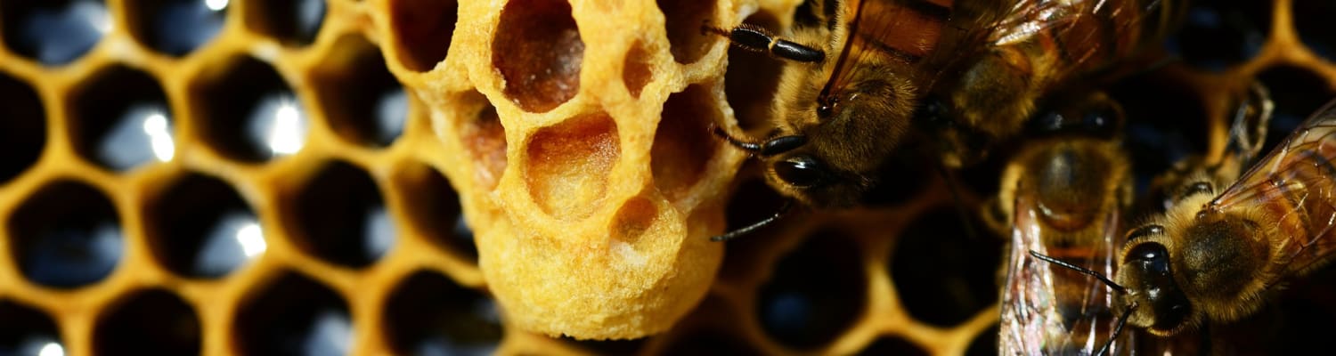Bradley’s bees