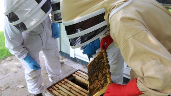 Becoming a Beekeeper