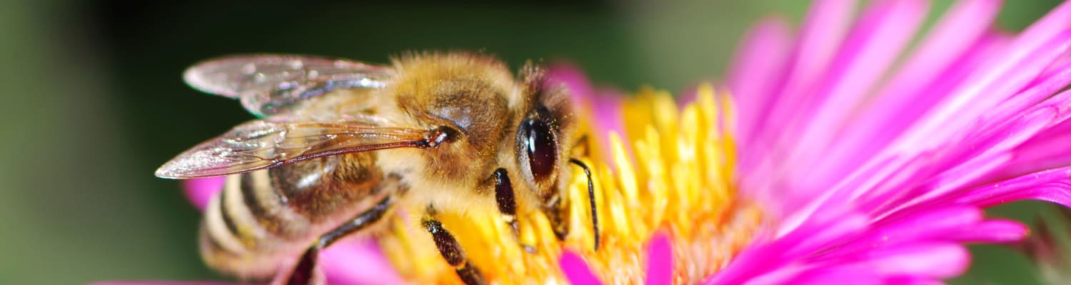 World Bee Day