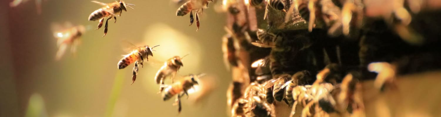 Current BBKA Funded Research Projects