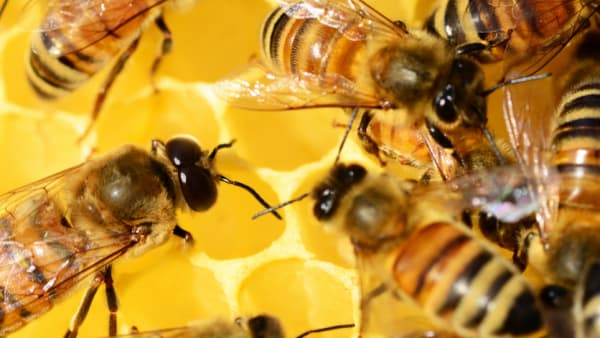 Integrate Bees into the Curriculum - Bee Friendly Schools