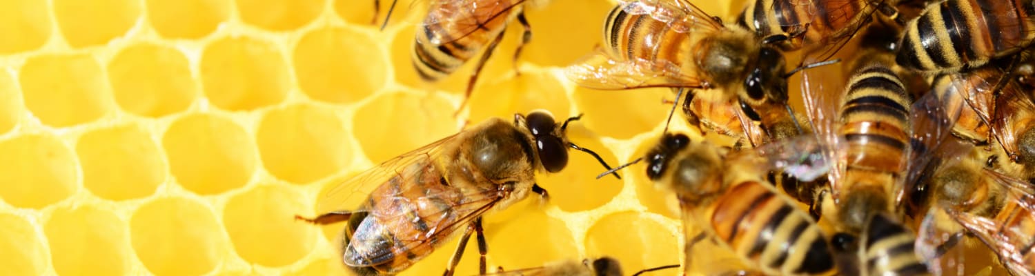 Integrate Bees into the Curriculum - Bee Friendly Schools