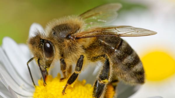 Save the Bees