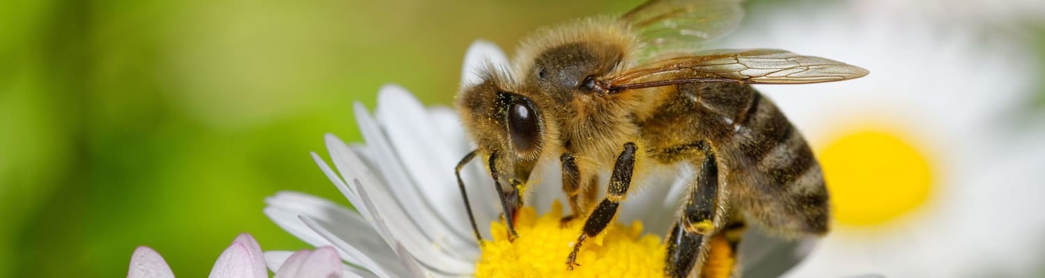 Bee Kind