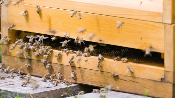 Information For Schools Considering Keeping Honey Bees