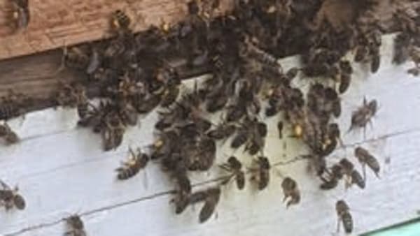 April In the Apiary 2023