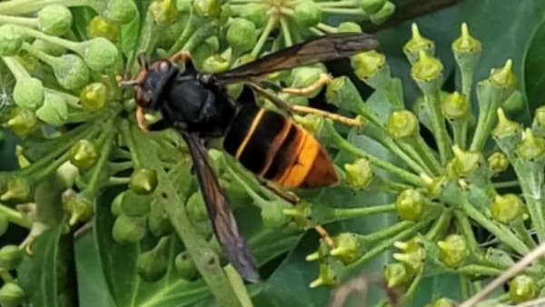 Identify & Report Yellow-Legged Asian Hornet
