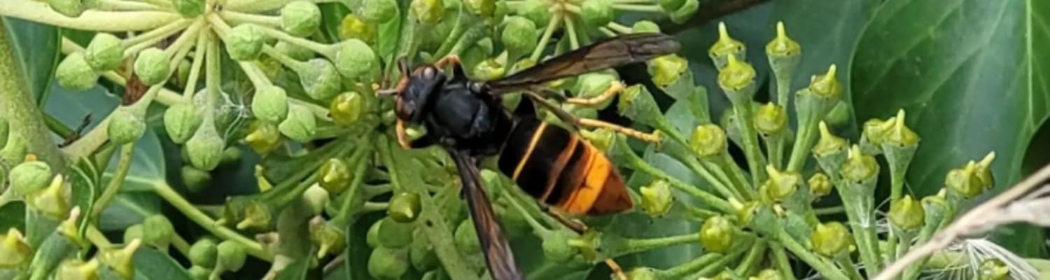 Identify &amp; Report Yellow-Legged Asian Hornet
