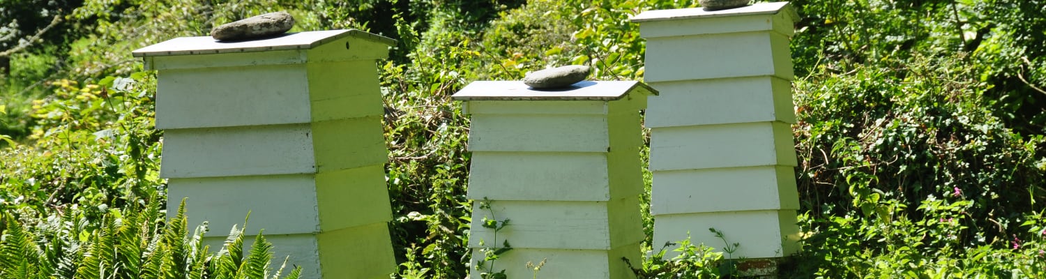 Find Beekeeping Near You