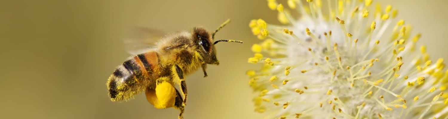 Bee Friendly Schools