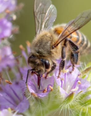 The beekeeping year