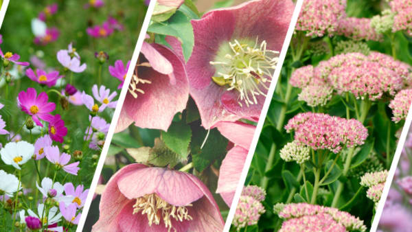 Planting for Bees Blog