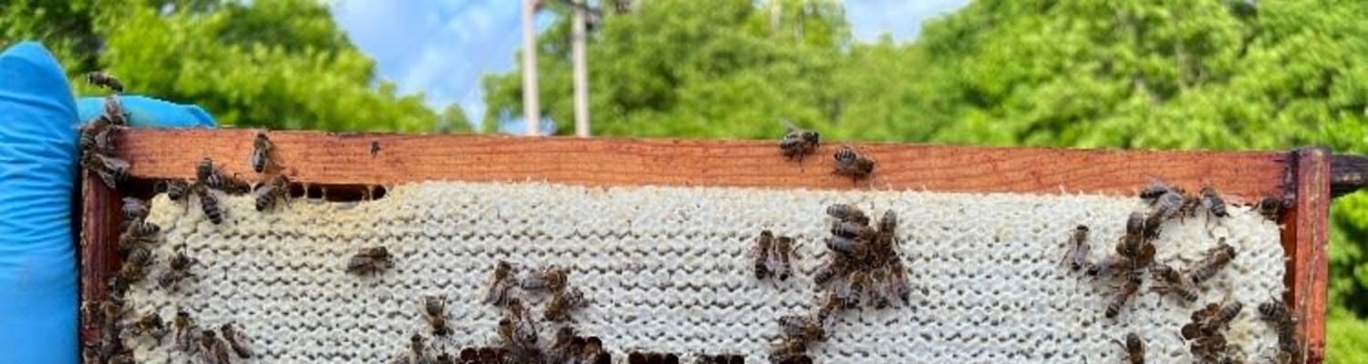 July In the Apiary 2022
