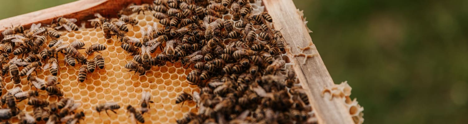 Save The Bees with BeeNailed