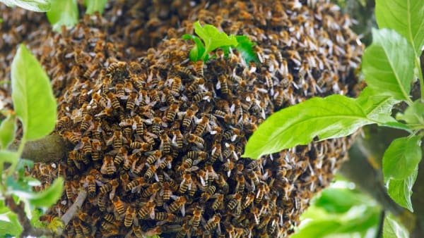 Swarm Collection