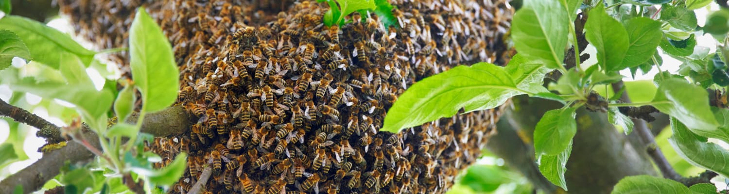 Swarm Collection