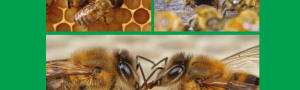 BBKA News - Communications Within The Hive