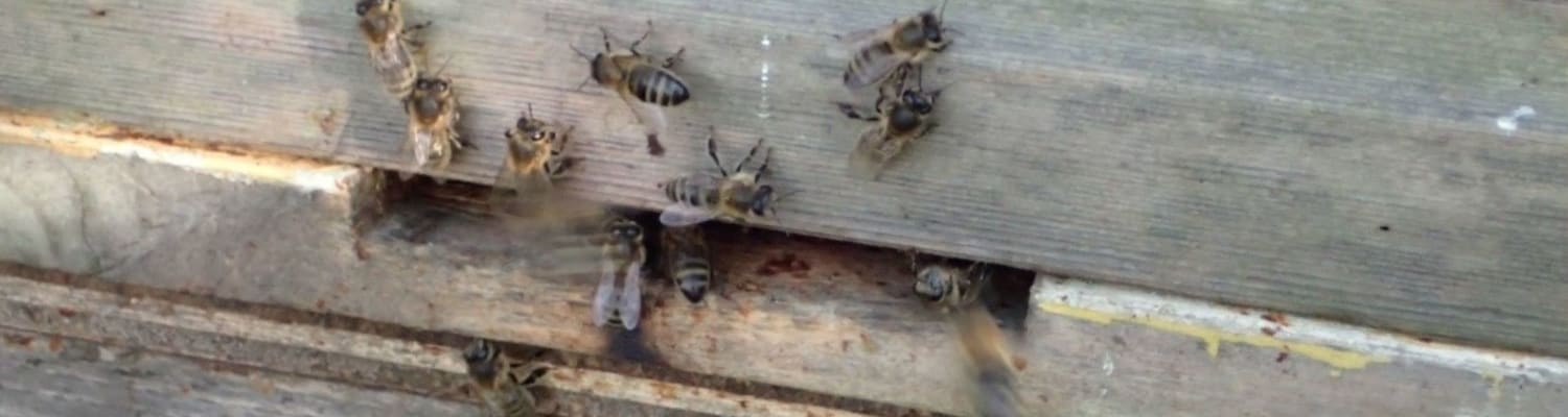 October In The Apiary 2022