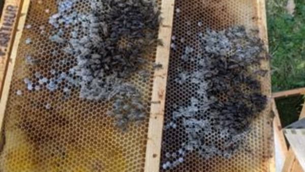 March In the Apiary 2023