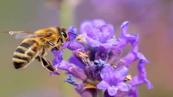 Apiary and Education