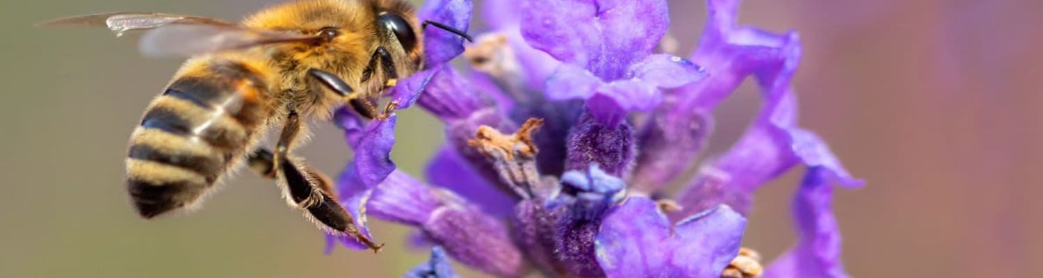 BEE Zero Waste