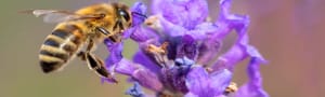 Apiary and Education
