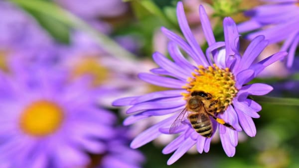 National 'Bee' Events