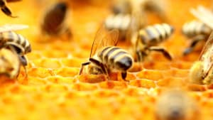 Dancing Bees