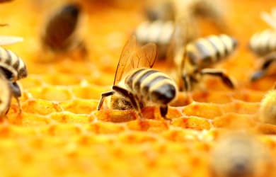 Dancing Bees