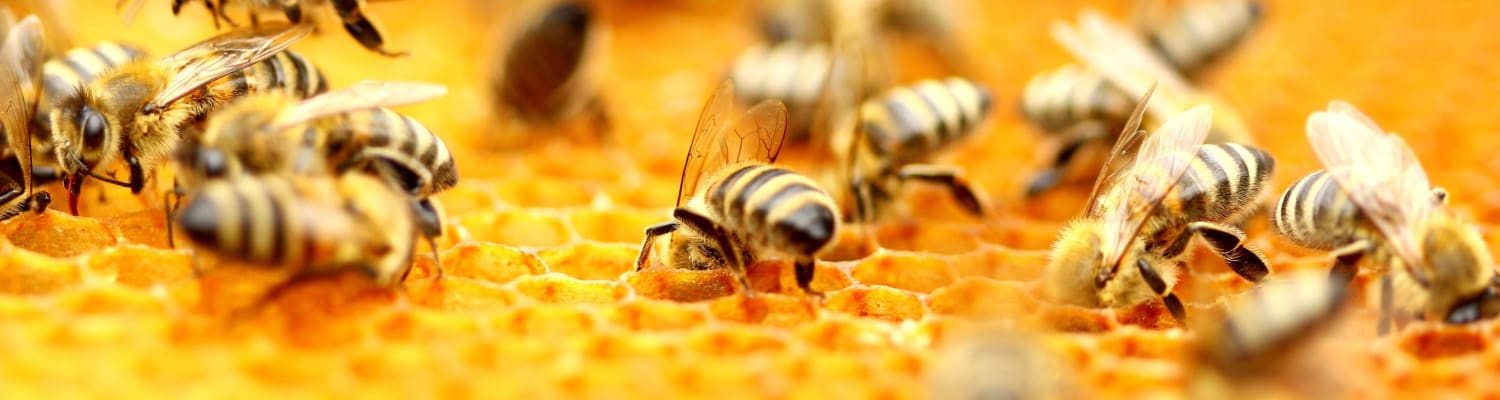 Beekeeping Schools