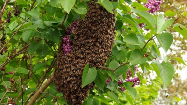 Honey Bee Swarms