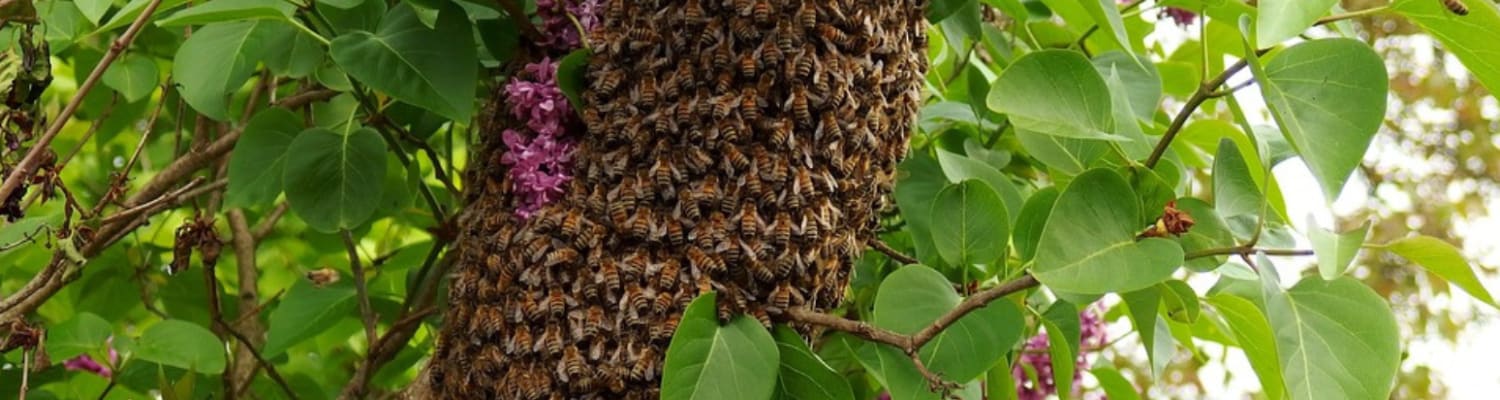 Honey Bee Swarms