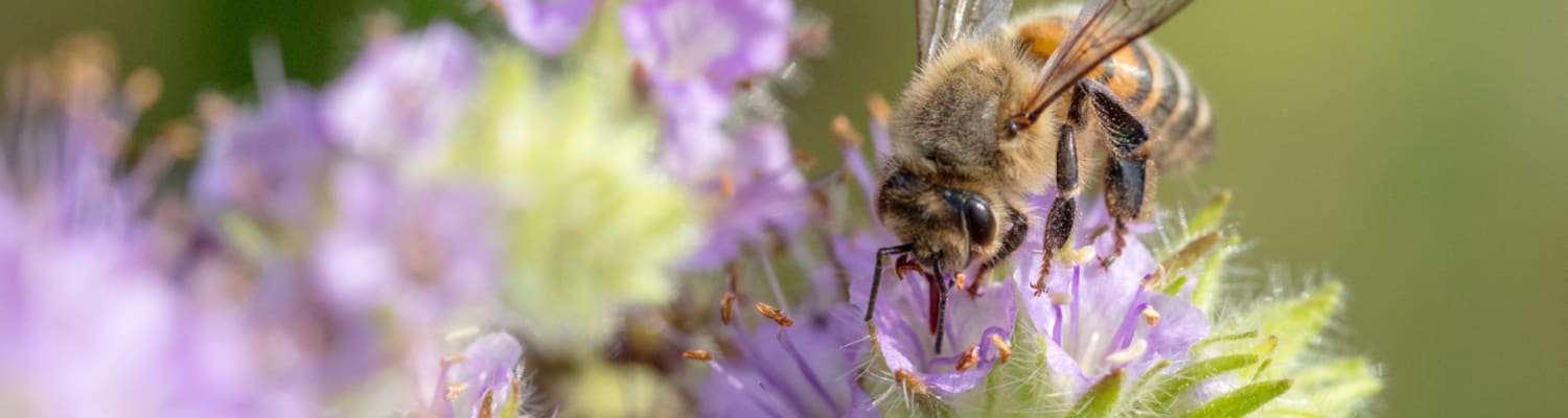 Save the Bees