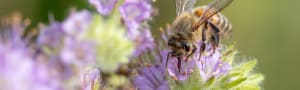 Save the Bees - Research