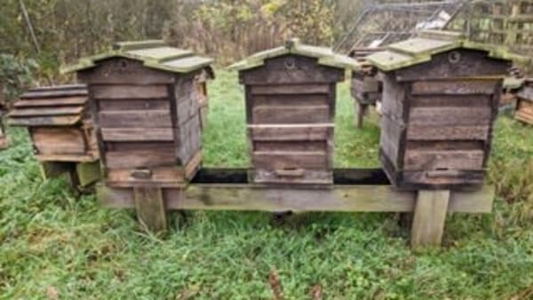 November In The Apiary 2023