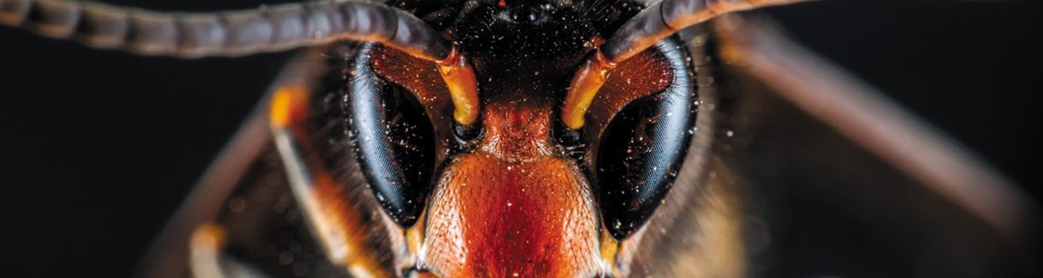 Yellow-legged Asian Hornet