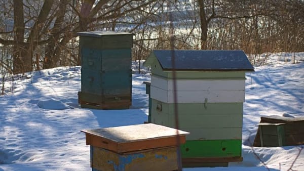 84% of Beekeepers Who Replied to Survey had No Winter Losses
